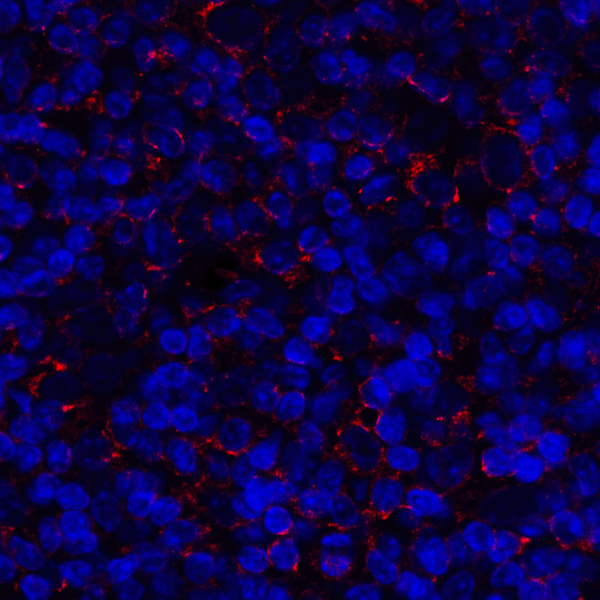 CD80 Antibody - Immunofluorescence of CD80 in human tonsil tissue with CD80 antibody at 2 ug/mL. Red: CD80 Antibody [12D9] Blue: DAPI staining
