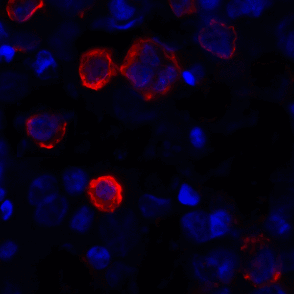 CD80 Antibody - Immunofluorescence of CD80 in transfected HEK293 cells with CD80 antibody at 2 ug/mL. Red: CD80 Antibody [12D9] Blue: DAPI staining