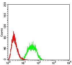 CD80 Antibody - Flow cytometric analysis of HL-60 cells using CD80 mouse mAb (green) and negative control (red).