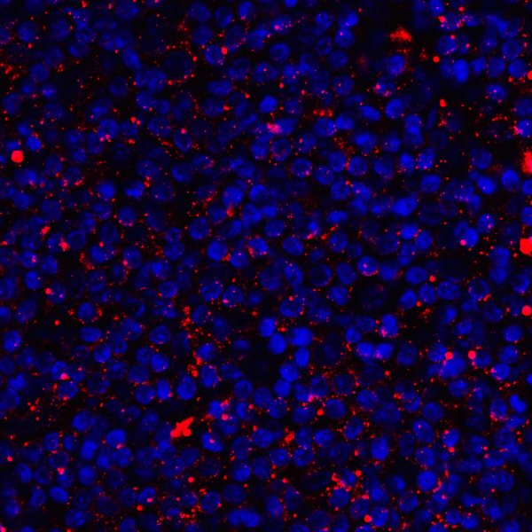 CD80 Antibody - Immunofluorescence of CD80 in human tonsil tissue with CD80 antibody at 2 ug/mL. Red: CD80 Antibody [7A2] Blue: DAPI staining