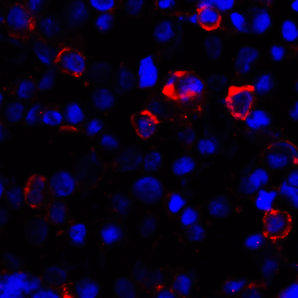 CD80 Antibody - Immunofluorescence of CD80 in transfected HEK293 cells with CD80 antibody at 2 ug/mL. Red: CD80 Antibody [7A2] Blue: DAPI staining