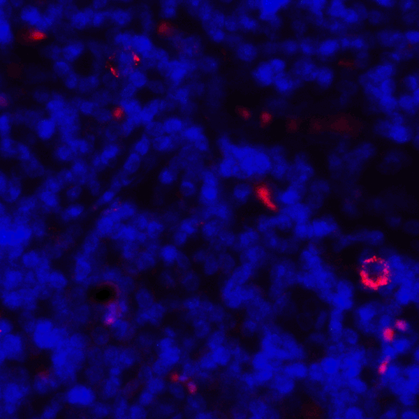 CD80 Antibody - Immunofluorescence of CD80 in human tonsil tissue with CD80 antibody at 2 ug/mL. Red: CD80 Antibody [8G12] Blue: DAPI staining