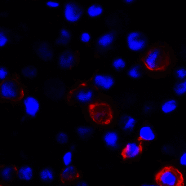 CD80 Antibody - Immunofluorescence of CD80 in transfected HEK293 cells with CD80 antibody at 2 ug/mL. Red: CD80 Antibody [8G12] Blue: DAPI staining