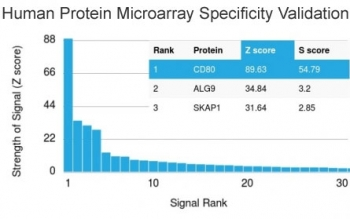CD80 Antibody - Analysis of HuProt(TM) microarray containing more than 19,000 full-length human proteins using CD80 antibody (clone C80/2723). These results demonstrate the foremost specificity of the C80/2723 mAb. Z- and S- score: The Z-score represents the strength of a signal that an antibody (in combination with a fluorescently-tagged anti-IgG secondary Ab) produces when binding to a particular protein on the HuProt(TM) array. Z-scores are described in units of standard deviations (SD's) above the mean value of all signals generated on that array. If the targets on the HuProt(TM) are arranged in descending order of the Z-score, the S-score is the difference (also in units of SD's) between the Z-scores. The S-score therefore represents the relative target specificity of an Ab to its intended target.