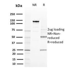 CD80 Antibody - SDS-PAGE analysis of purified, BSA-free CD80 antibody (clone C80/2723) as confirmation of integrity and purity.