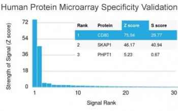 CD80 Antibody - Analysis of HuProt(TM) microarray containing more than 19,000 full-length human proteins using CD80 antibody (clone C80/2776). These results demonstrate the foremost specificity of the C80/2776 mAb. Z- and S- score: The Z-score represents the strength of a signal that an antibody (in combination with a fluorescently-tagged anti-IgG secondary Ab) produces when binding to a particular protein on the HuProt(TM) array. Z-scores are described in units of standard deviations (SD's) above the mean value of all signals generated on that array. If the targets on the HuProt(TM) are arranged in descending order of the Z-score, the S-score is the difference (also in units of SD's) between the Z-scores. The S-score therefore represents the relative target specificity of an Ab to its intended target.