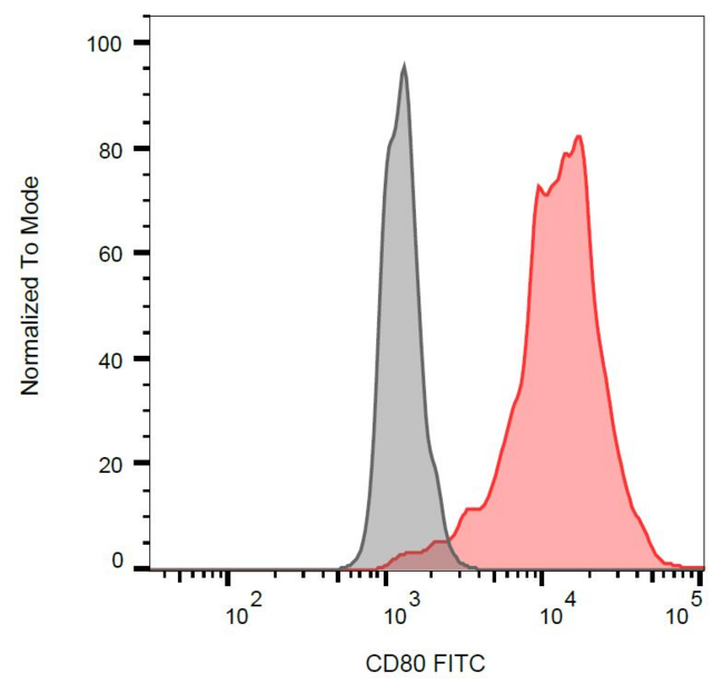 CD80 Antibody - Surface staining of CD80-transfected P815 cells with anti-human CD80 (MEM-233) FITC.