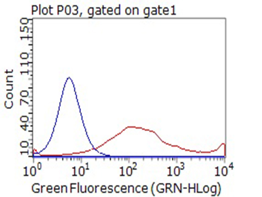CD80 Antibody - HEK293T cells transfected with eitheroverexpress plasmid(Red) or IgG isotype control(Blue) were immunostained by anti-CD80 antibody, and then analyzed by flow cytometry. (1:100)