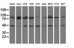 CD80 Antibody - Western blot analysis of extracts (35ug) from 9 different cell lines by using anti-CD80 monoclonal antibody.