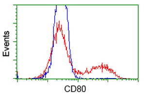 CD80 Antibody - HEK293T cells transfected with either overexpress plasmid (Red) or empty vector control plasmid (Blue) were immunostained by anti-CD80 antibody, and then analyzed by flow cytometry.