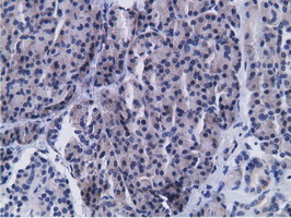 CD80 Antibody - Immunohistochemical staining of paraffin-embedded Human pancreas tissue using anti-CD80 mouse monoclonal antibody.