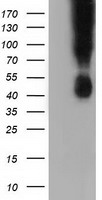 CD80 Antibody - HEK293T cells were transfected with the pCMV6-ENTRY control (Left lane) or pCMV6-ENTRY CD80 (Right lane) cDNA for 48 hrs and lysed. Equivalent amounts of cell lysates (5 ug per lane) were separated by SDS-PAGE and immunoblotted with anti-CD80.