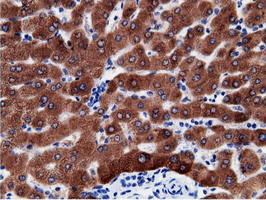 CD80 Antibody - IHC of paraffin-embedded Human liver tissue using anti-CD80 mouse monoclonal antibody.