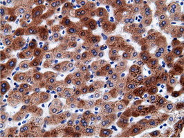 CD80 Antibody - IHC of paraffin-embedded Human liver tissue using anti-CD80 mouse monoclonal antibody.