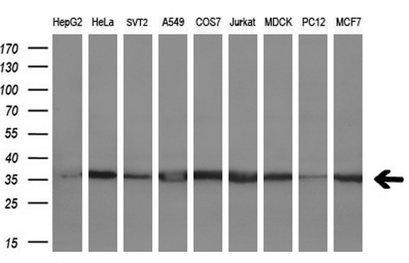 CD80 Antibody - Western blot analysis of extracts (35ug) from 9 different cell lines by using anti-CD80 monoclonal antibody (HepG2: human; HeLa: human; SVT2: mouse; A549: human; COS7: monkey; Jurkat: human; MDCK: canine; PC12: rat; MCF7: human). (1:200)
