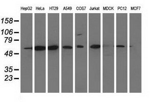 CD80 Antibody - Western blot of extracts (35 ug) from 9 different cell lines by using anti-CD80 monoclonal antibody.