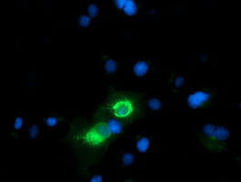 CD80 Antibody - Anti-CD80 mouse monoclonal antibody  immunofluorescent staining of COS7 cells transiently transfected by pCMV6-ENTRY CD80.