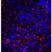 CD80 Antibody - Immunofluorescence of CD80 in human tonsil tissue with CD80 antibody at 20 µg/ml.