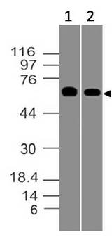 CD80 Antibody - Fig-1: Western blot analysis of hCD80. Anti-hCD80 antibody was used at 2 µg/ml on Raji and Ramos lysates.