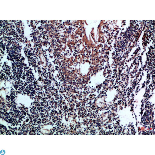 CD80 Antibody - Immunohistochemical analysis of paraffin-embedded Human-tonsil, antibody was diluted at 1:100.