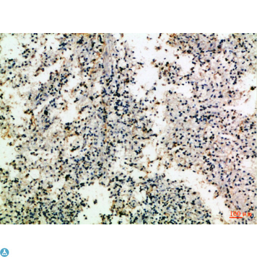 CD80 Antibody - Immunohistochemical analysis of paraffin-embedded Human-spleen, antibody was diluted at 1:100.