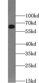 CD80 Antibody - Raji cells were subjected to SDS PAGE followed by western blot with CD80 antibody at dilution of 1:2000