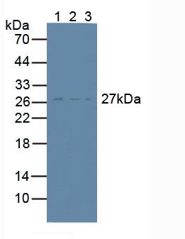 CD81 Antibody - Western Blot; Sample: Lane1: Human Lymphocytes Cells; Lane2: Human U-87MG Cells; Lane3: Mouse RAW 264.7 Cells.
