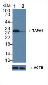 CD81 Antibody - Knockout Varification: Lane 1: Wild-type U87MG cell lysate; Lane 2: TAPA1 knockout U87MG cell lysate; Predicted MW: 26kDa Observed MW: 29kDa Primary Ab: 3µg/ml Rabbit Anti-Human TAPA1 Antibody Second Ab: 0.2µg/mL HRP-Linked Caprine Anti-Rabbit IgG Polyclonal Antibody