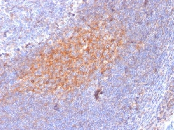 CD81 Antibody - IHC testing of FFPE human lymph node with CD81 antibody (clone 1.3.3.22). Required HIER: boil tissue sections in 10mM citrate buffer, pH 6, for 10-20 min followed by cooling at RT for 20 min.