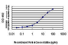 CD81 Antibody - Detection limit for recombinant GST tagged CD81 is approximately 0.1 ng/ml as a capture antibody.