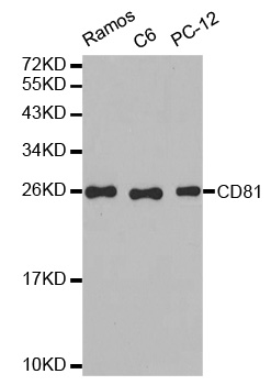 CD81 Antibody - Western blot analysis of extracts of various cell lines.