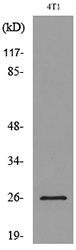 CD81 Antibody - Western blot analysis of lysate from 4T1 cells, using CD81 Antibody.