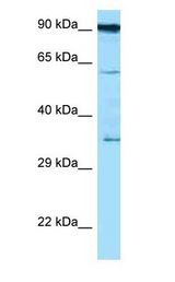 CD82 Antibody - CD82 antibody Western Blot of THP-1.  This image was taken for the unconjugated form of this product. Other forms have not been tested.