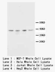 CD82 Antibody -  This image was taken for the unconjugated form of this product. Other forms have not been tested.