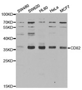 CD82 Antibody - Western blot analysis of extracts of various cell lines.