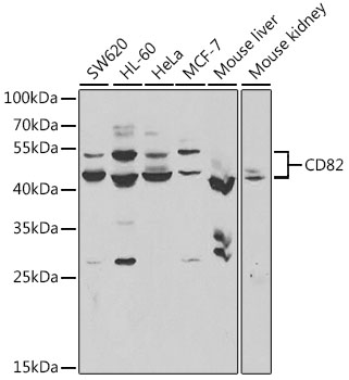 CD82 Antibody - Western blot analysis of extracts of various cell lines, using CD82 antibody at 1:1000 dilution. The secondary antibody used was an HRP Goat Anti-Rabbit IgG (H+L) at 1:10000 dilution. Lysates were loaded 25ug per lane and 3% nonfat dry milk in TBST was used for blocking. An ECL Kit was used for detection and the exposure time was 30s.