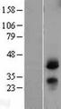 CD82 Protein - Western validation with an anti-DDK antibody * L: Control HEK293 lysate R: Over-expression lysate