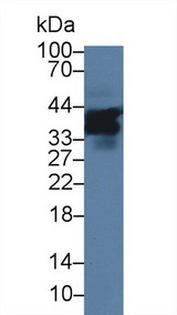 CD84 / SLAMF5 Antibody - Western Blot; Sample: Mouse Liver lysate; Primary Ab: 1µg/ml Rabbit Anti-Mouse SLAMF5 Antibody Second Ab: 0.2µg/mL HRP-Linked Caprine Anti-Rabbit IgG Polyclonal Antibody