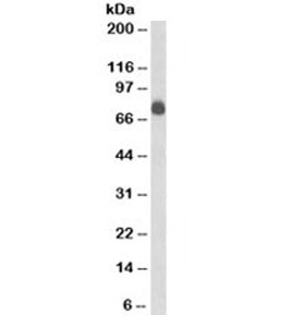 CD84 / SLAMF5 Antibody - SDS-PAGE Analysis of Purified, BSA-Free CD84 Antibody (clone 152-1D5). Confirmation of Integrity and Purity of the Antibody.