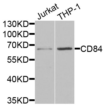 CD84 / SLAMF5 Antibody - Western blot analysis of extracts of various cells.