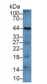 CD86 Antibody - Western Blot; Sample: Human Raji cell lysate; Primary Ab: 1µg/ml Rabbit Anti-Mouse LAB7-2 Antibody Second Ab: 0.2µg/mL HRP-Linked Caprine Anti-Rabbit IgG Polyclonal Antibody
