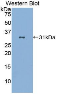 CD86 Antibody - Western blot of recombinant CD86.  This image was taken for the unconjugated form of this product. Other forms have not been tested.