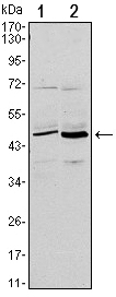 CD86 Antibody - Western blot using CD86 mouse monoclonal antibody against L1210 (1) and MOLT-4 (2) cell lysate.