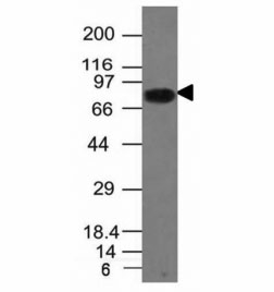CD86 Antibody - Western blot analysis of Daudi cell lysate using CD86 antibody (C86/1146).  This image was taken for the unmodified form of this product. Other forms have not been tested.