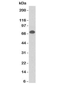 CD86 Antibody - Western blot testing of Daudi cell lysate using CD86 antibody (clone CDLA86). Observed molecular weight: 38~70 kDa depending on glycosylation level.  This image was taken for the unmodified form of this product. Other forms have not been tested.