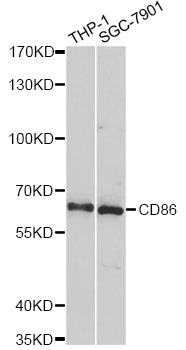CD86 Antibody - Western blot analysis of extracts of various cell lines, using CD86 Antibody at 1:3000 dilution. The secondary antibody used was an HRP Goat Anti-Rabbit IgG (H+L) at 1:10000 dilution. Lysates were loaded 25ug per lane and 3% nonfat dry milk in TBST was used for blocking. An ECL Kit was used for detection and the exposure time was 90s.