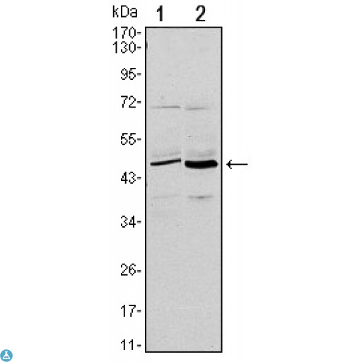 CD86 Antibody - Western Blot (WB) analysis using CD86 Monoclonal Antibody against L1210 (1) and MOLT-4 (2) cell lysate.