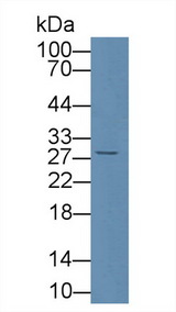 CD8A / CD8 Alpha Antibody - Western Blot; Sample: Rat Serum; Primary Ab: 5µg/ml Rabbit Anti-Rat CD8a Antibody Second Ab: 0.2µg/mL HRP-Linked Caprine Anti-Rabbit IgG Polyclonal Antibody