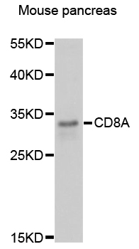 CD8A / CD8 Alpha Antibody - Western blot analysis of extracts of mouse pancreas, using CD8A antibody at 1:3000 dilution. The secondary antibody used was an HRP Goat Anti-Rabbit IgG (H+L) at 1:10000 dilution. Lysates were loaded 25ug per lane and 3% nonfat dry milk in TBST was used for blocking. An ECL Kit was used for detection and the exposure time was 90s.