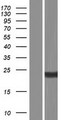 CD8B / CD8 Beta Protein - Western validation with an anti-DDK antibody * L: Control HEK293 lysate R: Over-expression lysate